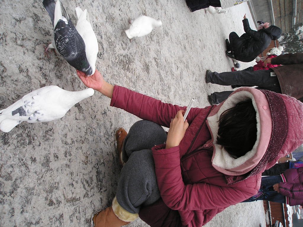 pigeons3.jpg