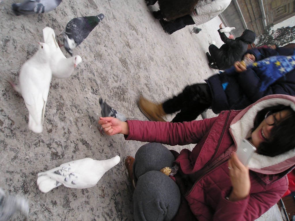 pigeons5.jpg