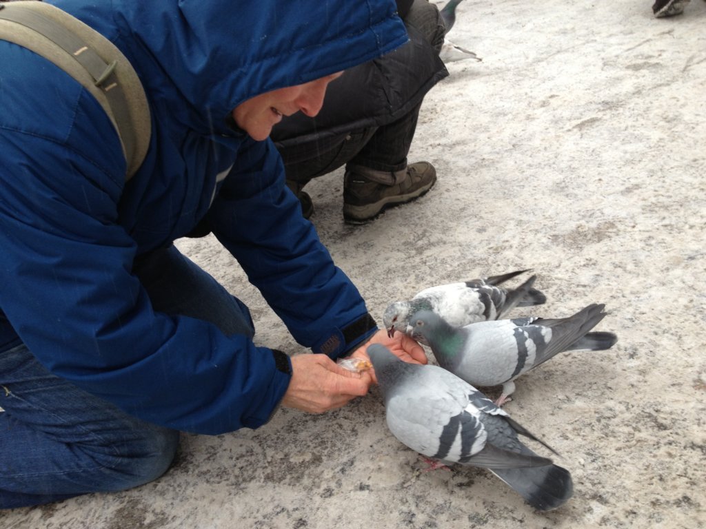 pigeons4.jpg